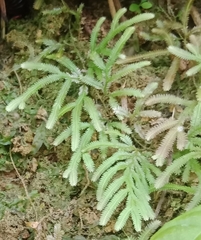 Selaginella doederleinii
