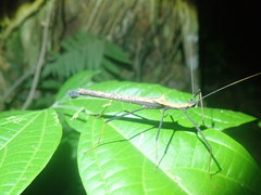 Pseudophasma bispinosum