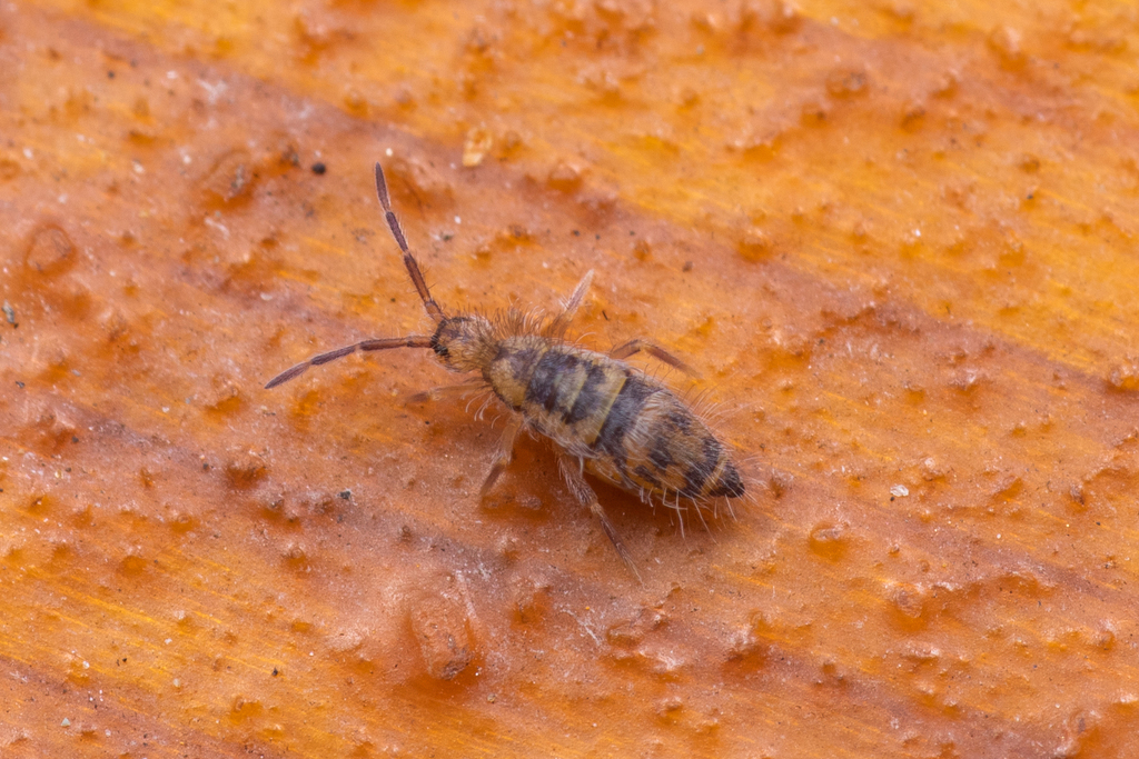 Entomobrya comparata