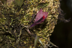 Dendrobium vexillarius