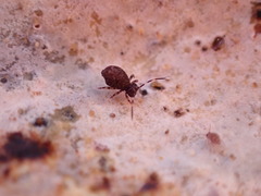 Ptenothrix italica