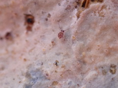 Ptenothrix italica