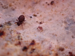 Ptenothrix italica