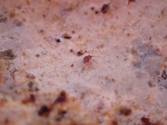 Ptenothrix italica
