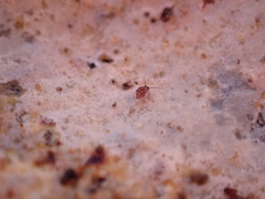 Ptenothrix italica