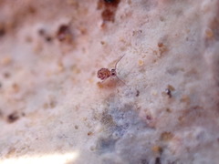 Ptenothrix italica