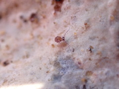 Ptenothrix italica