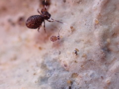 Ptenothrix italica