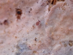 Ptenothrix italica