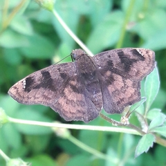 Nisoniades macarius