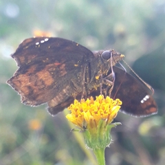 Nisoniades macarius