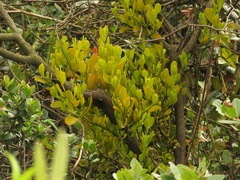 Dendrophthora clavata