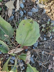 Plantago