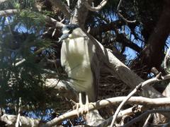 Nycticorax nycticorax