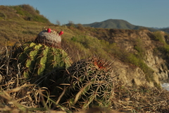 Melocactus curvispinus