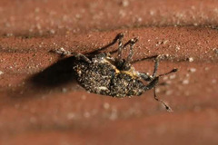 Glocianus