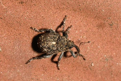 Glocianus