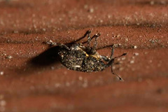 Glocianus