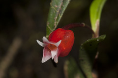 Mediocalcar bifolium