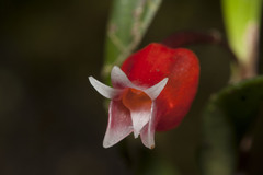 Mediocalcar bifolium