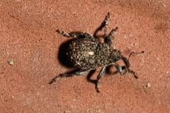 Glocianus