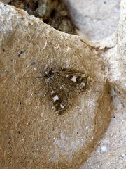 Udea olivalis