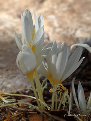 Crocus ochroleucus