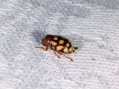 Cryptocephalus guttulatus