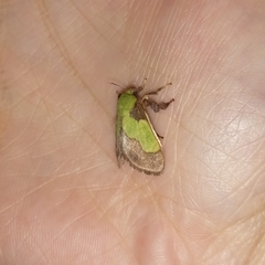 Aergina hilaris