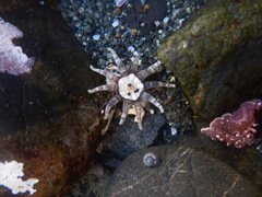 Halcampa decemtentaculata