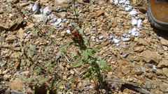 Crocanthemum glomeratum