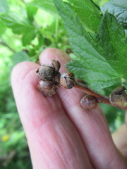 Cecidophyopsis ribis