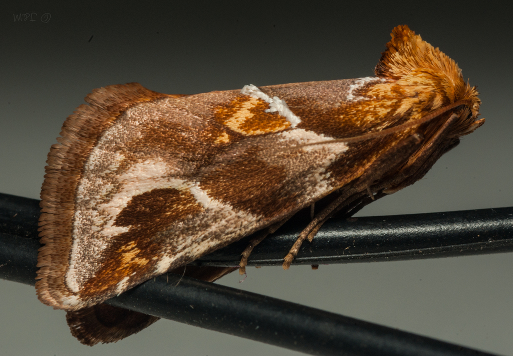 Crothaeminae