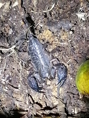 Opisthacanthus validus