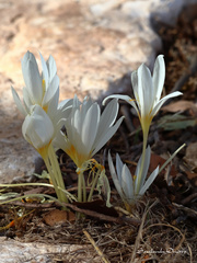 Crocus ochroleucus