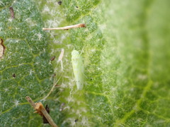 Micantulina stigmatipennis