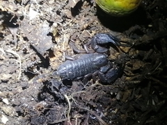 Opisthacanthus validus