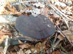 Ganoderma carnosum