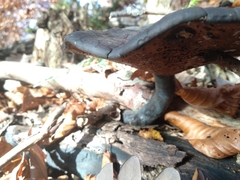 Ganoderma carnosum