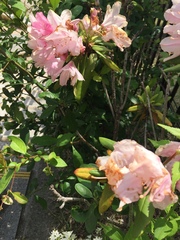 Rhododendron obtusum