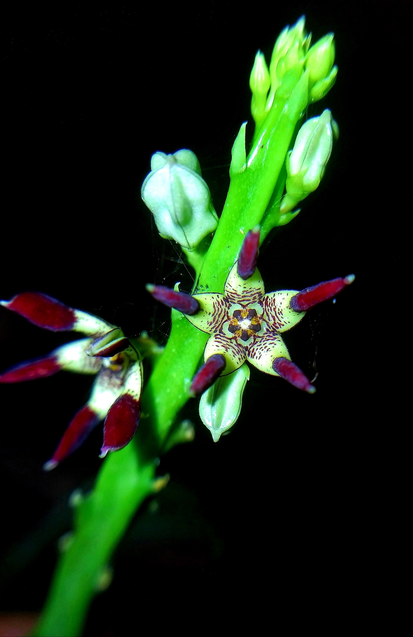 Caralluma
