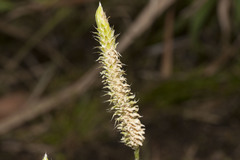 Lycopodium hygrophilum