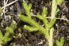 Lycopodium hygrophilum