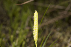 Lycopodium hygrophilum