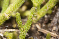 Lycopodium hygrophilum