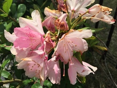Rhododendron obtusum