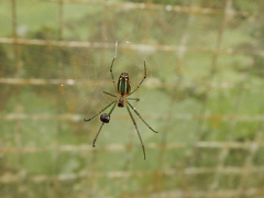 Leucauge blanda
