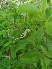 Bradypodion pumilum