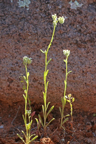 Cryptantha dumetorum observed 2020-04-11