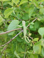 Bradypodion pumilum